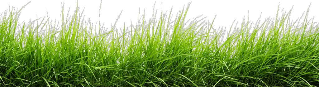 mowersboy Grass