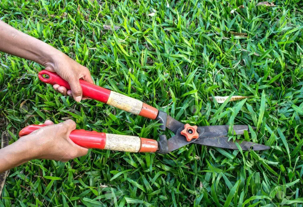 A Complete Guideline To Cut Grass Without A Lawnmower Shears 