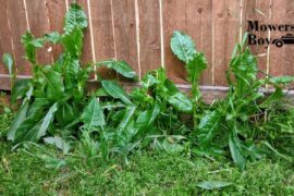 Common Lawn Weeds and How to Get Rid of Them