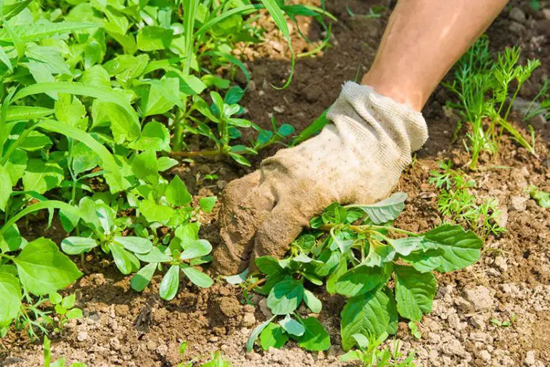 Does Diesel Kill Weeds? If So, What's The Best Way To Apply For It?