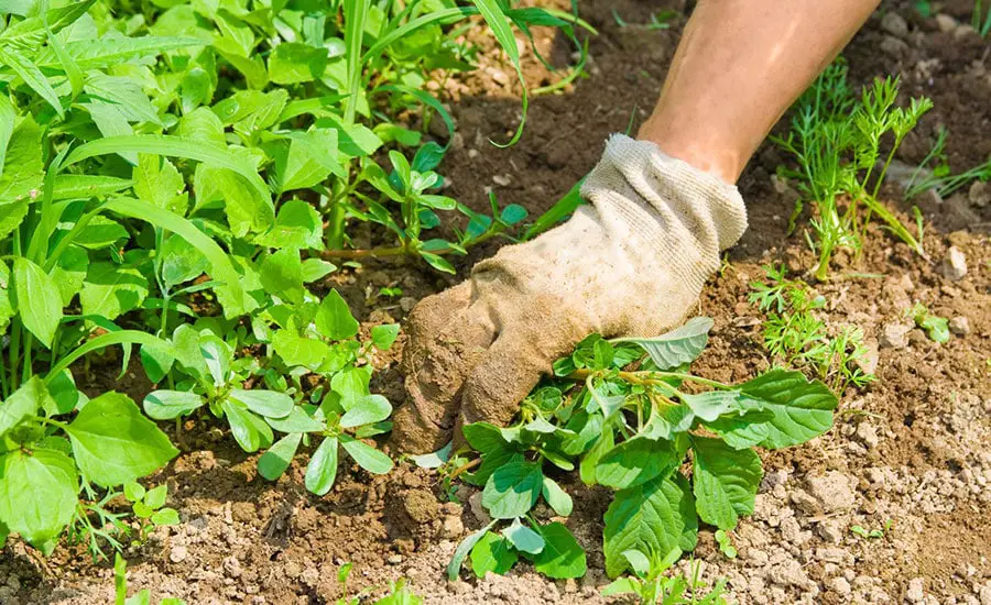 Does Diesel Kill Weeds? If So, What's The Best Way To Apply For It?