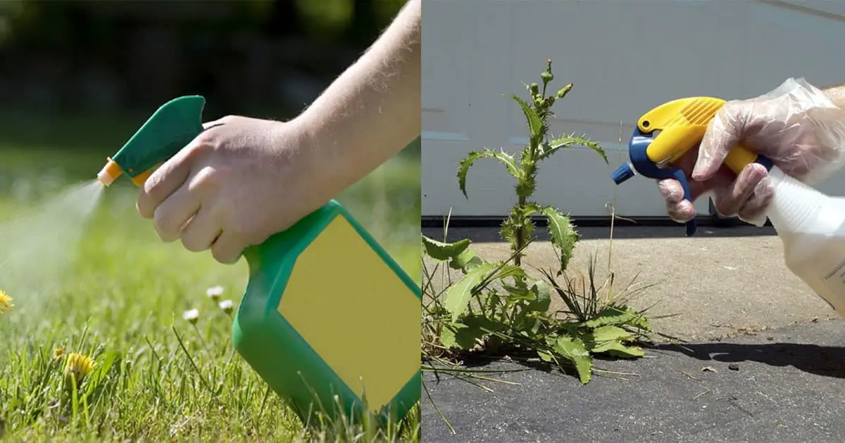 Does Diesel Kill Weeds? If So, What's The Best Way To Apply For It?