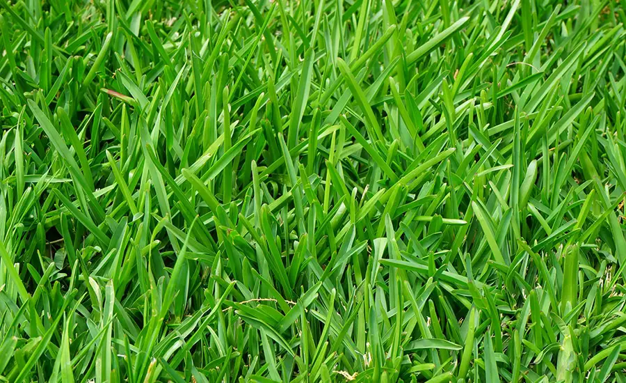 How to Cut Tall Grass without a Mower