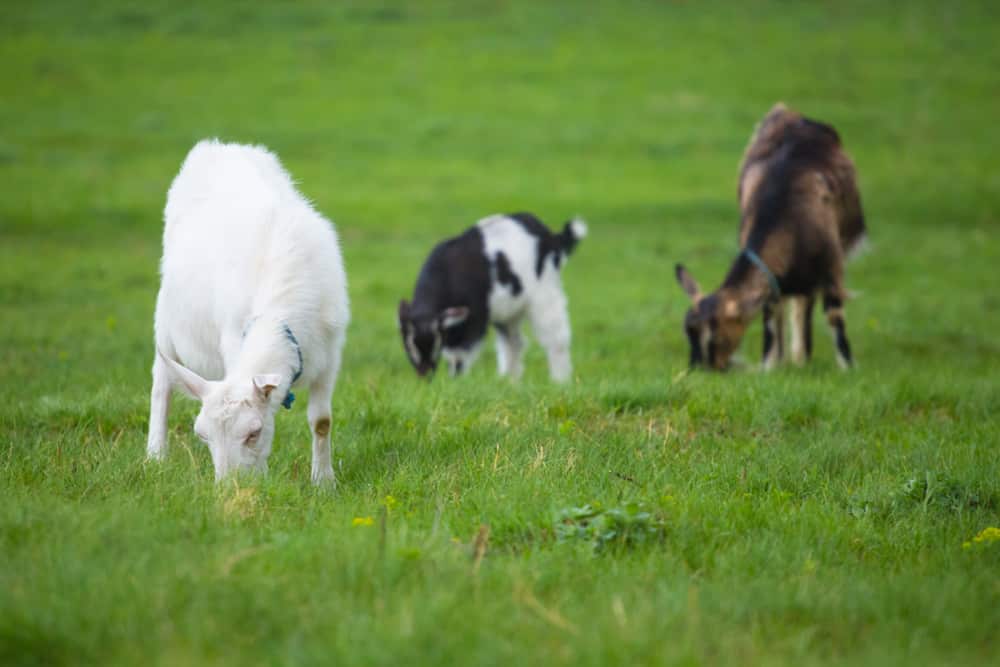 Three goats standing and eating green grass at rural meadow.