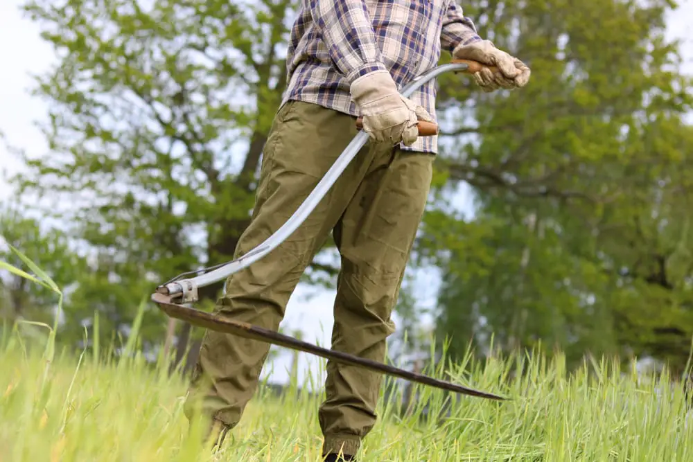 to harvesting a field with old scythe