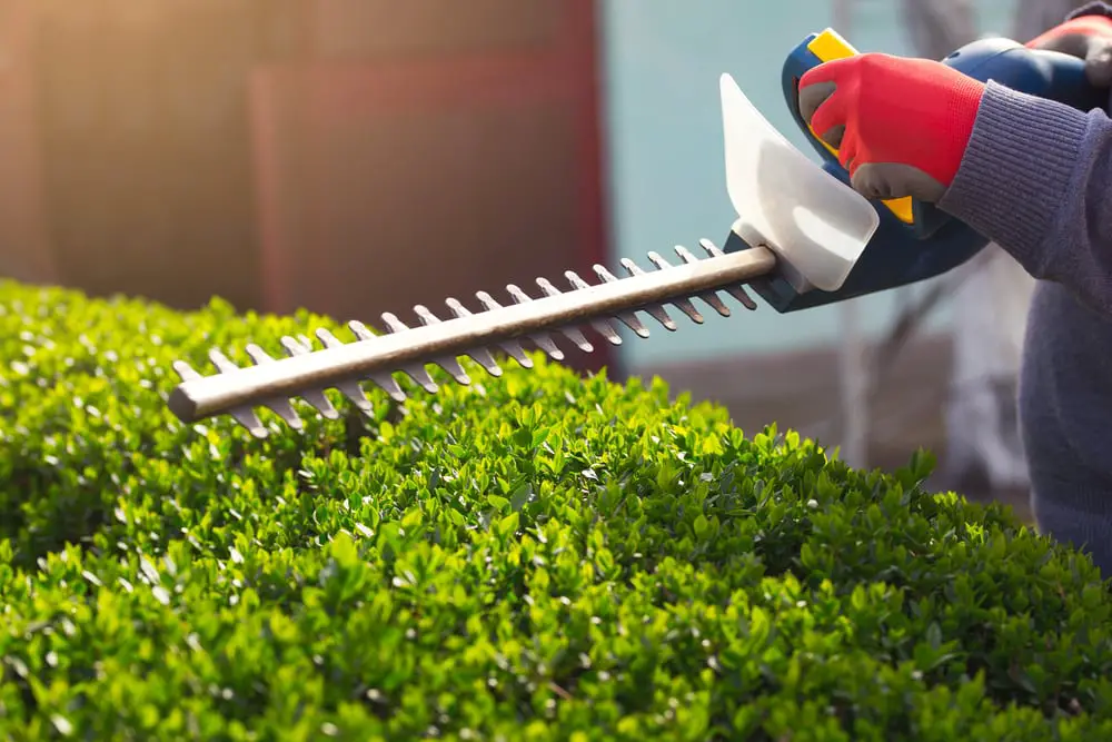 Cutting a hedge with electrical hedge trimmer. Selective focus