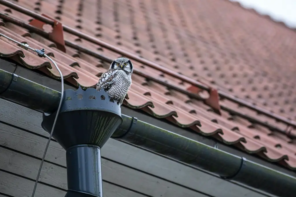 An owl sitting on the top of a downspout.
