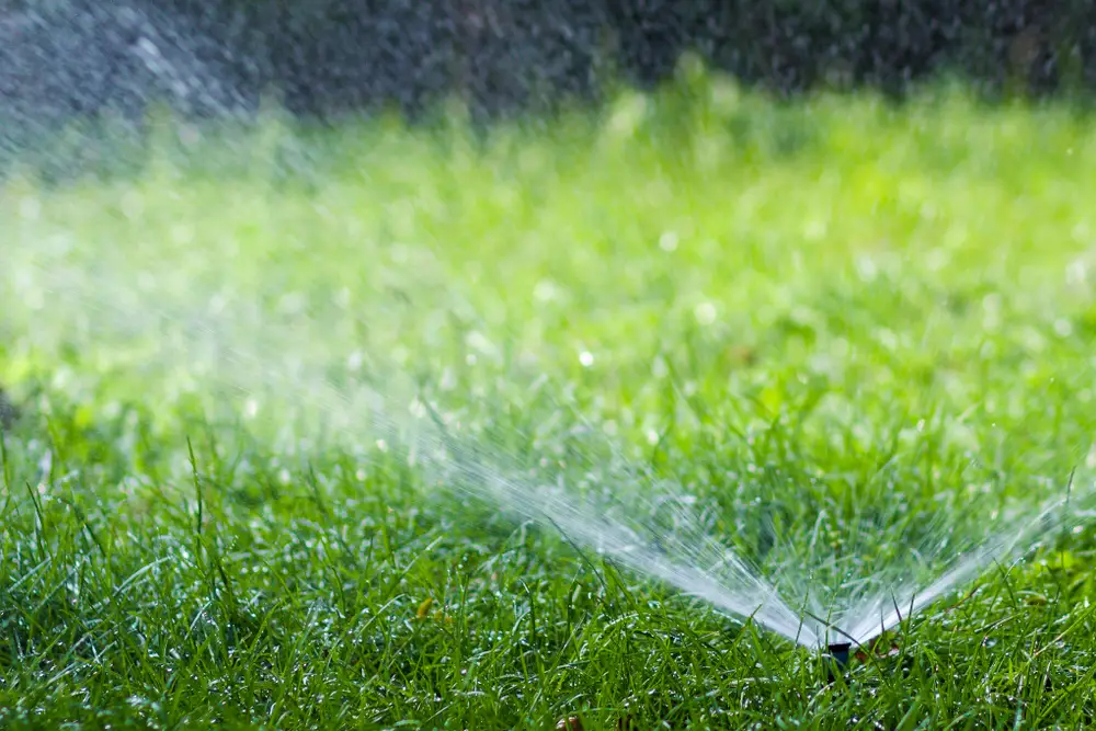 A sprinkler watering grass.
