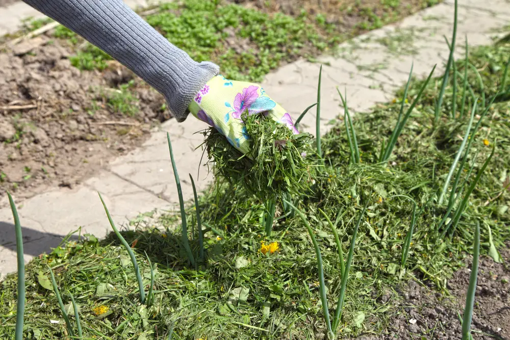 Using grass clippings as a top layer around onions.