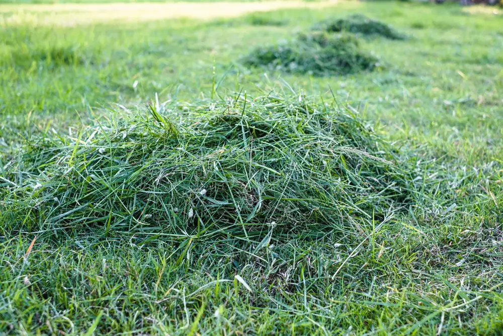 Piles of grass clippings on the ground.