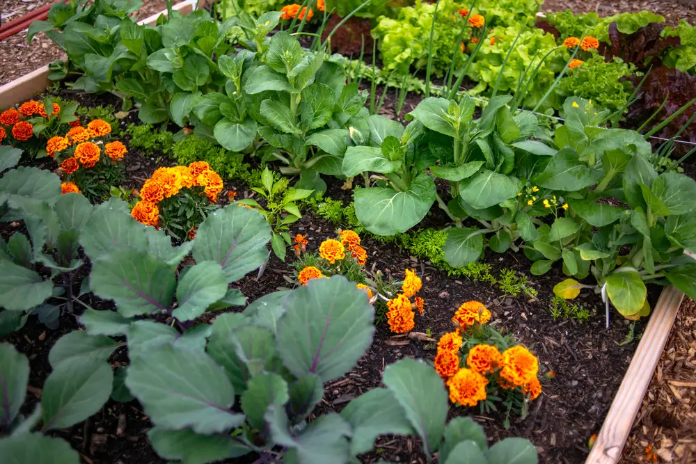 Raised bed gardens.