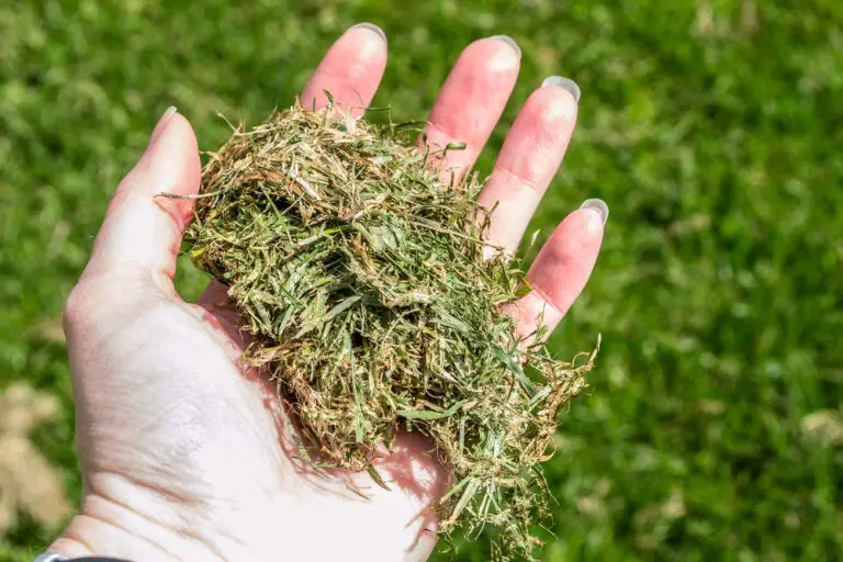 9 Essential Ways To Use Grass Clippings