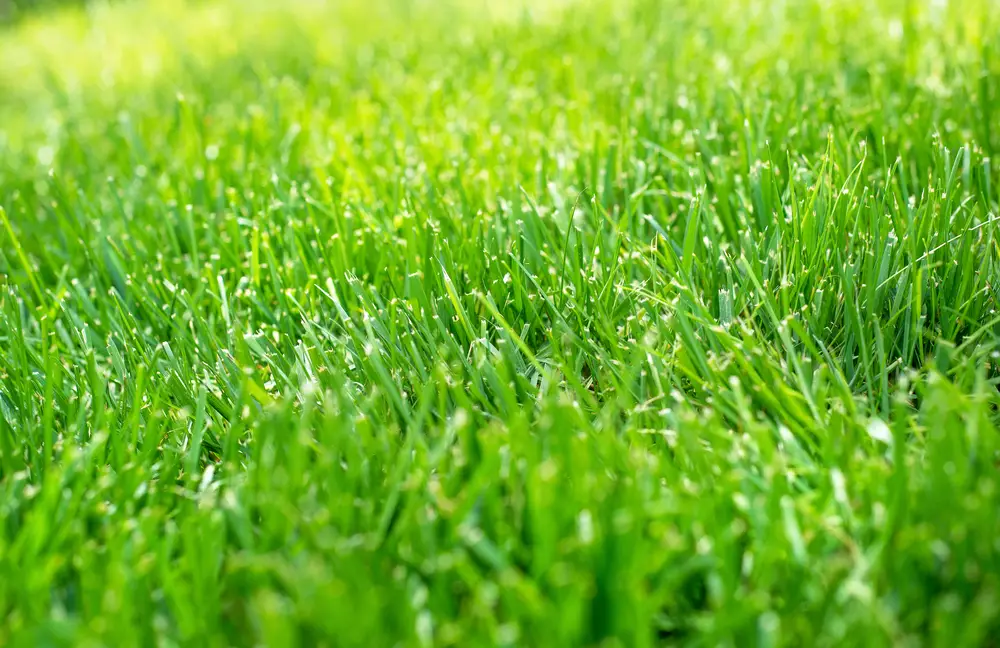 Closeup of thick grass.