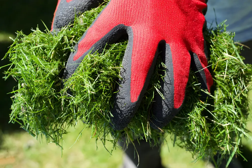 A closeup of a gardener holding grass clippings.