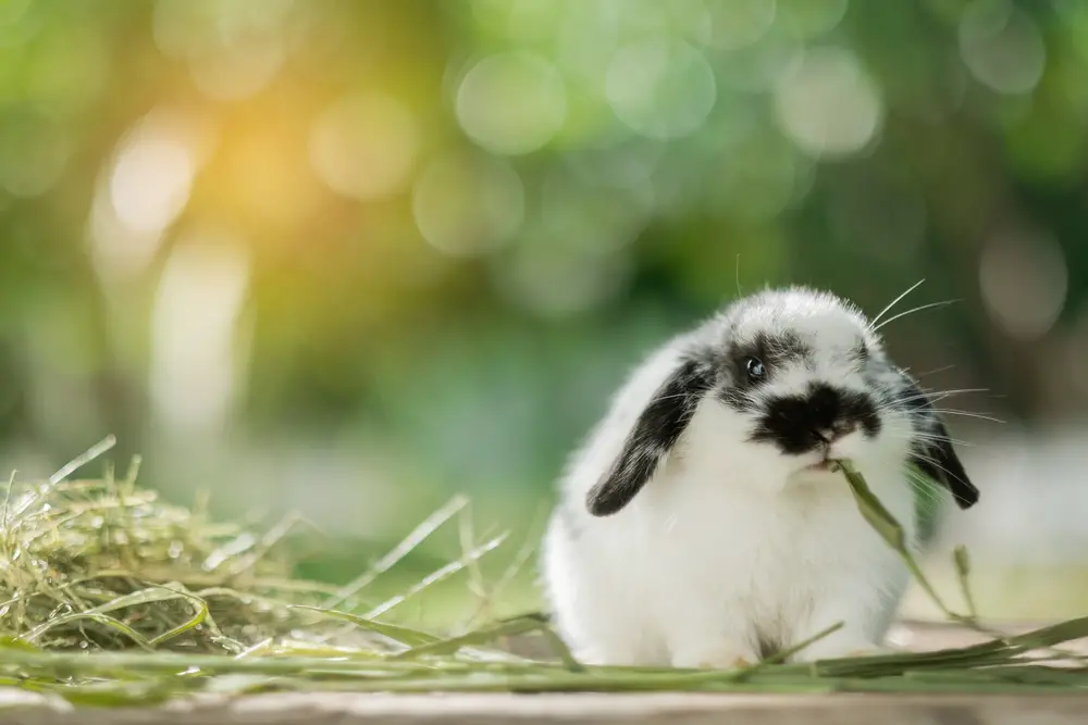 Rabbit eating grass.