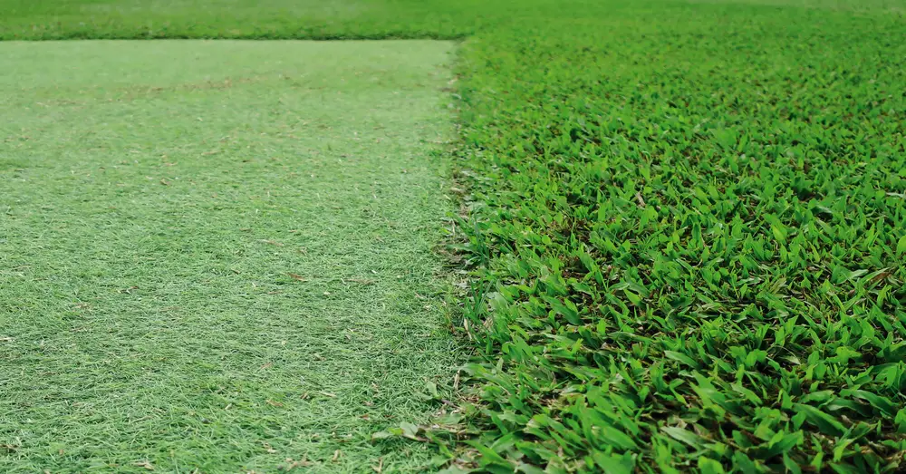 Artificial grass next to natural grass.