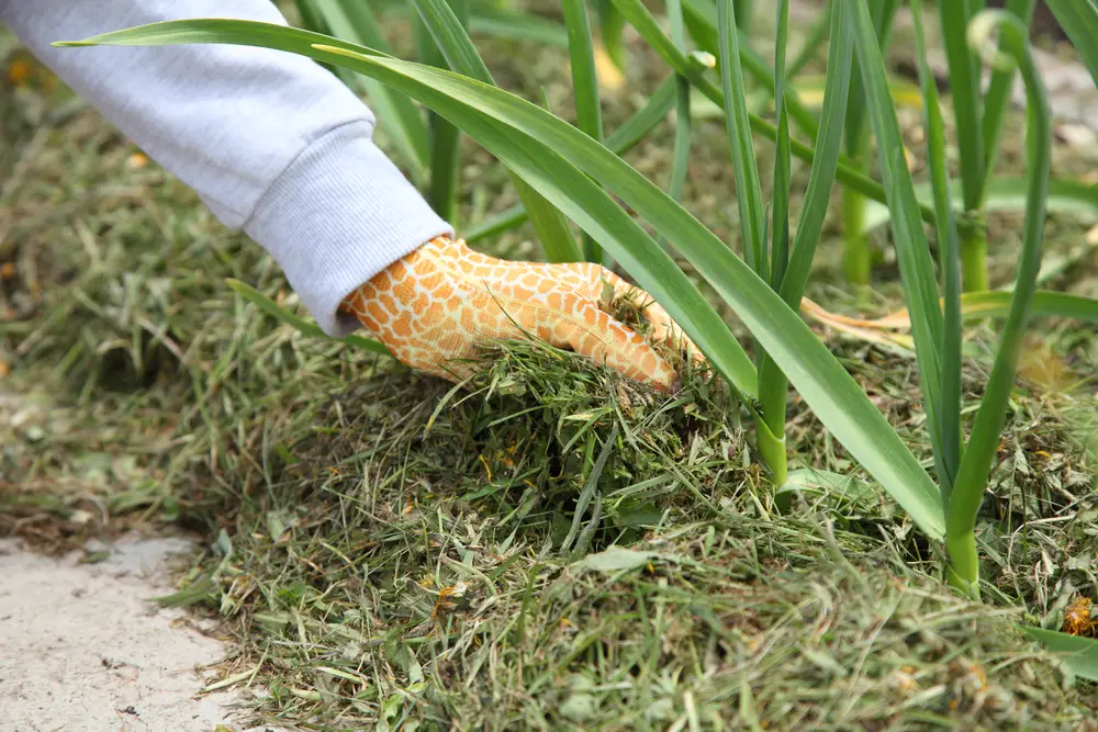 A person using grass clippings as mulch.