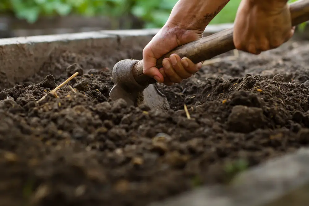 Churning soil with a gardening hoe.