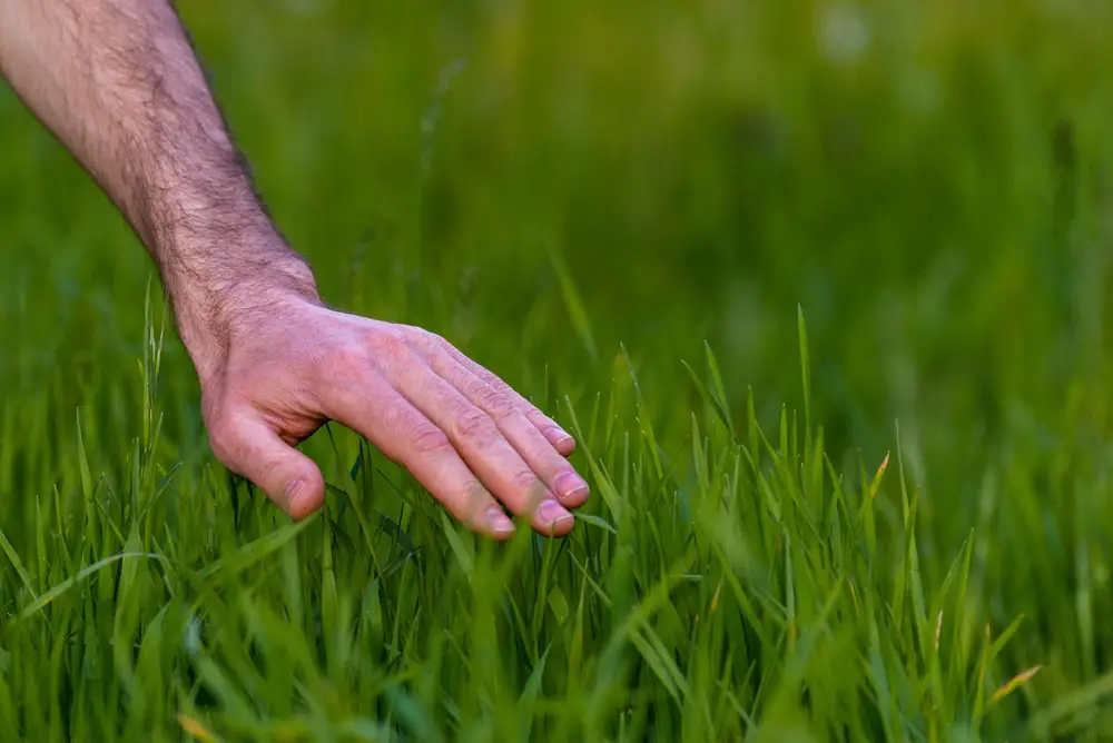 A closeup of a man's hand touching long grass.
