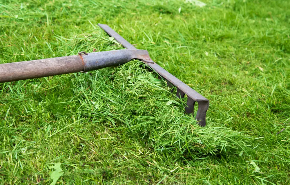 Raking grass clippings.