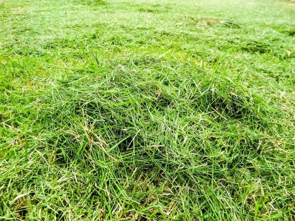 A pile of grass clippings on the grass.