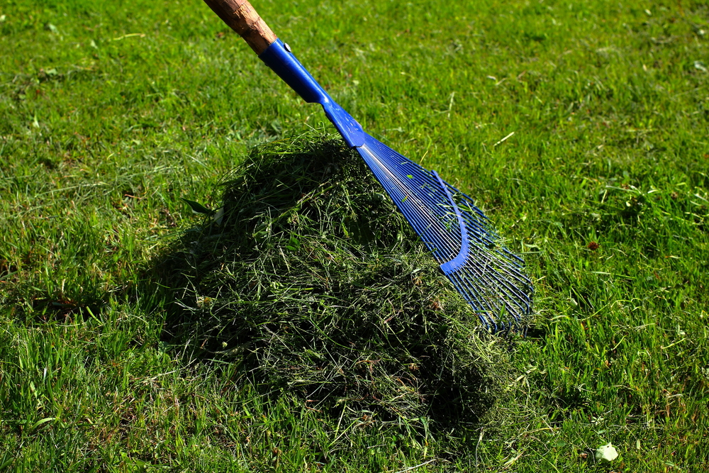 Raking grass clippings on a lawn.