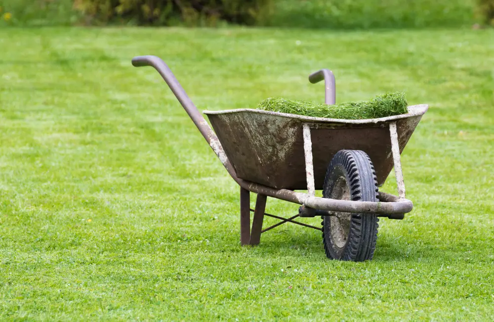 An old wheelbarrow of grass clippings on a fresh-cut lawn.