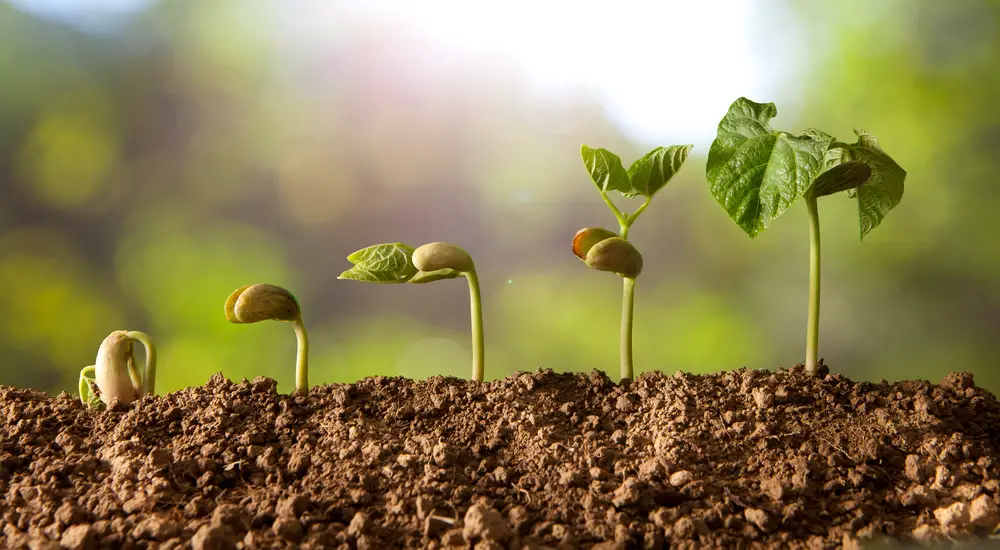 A sequence of different developmental stages of a bean plant.