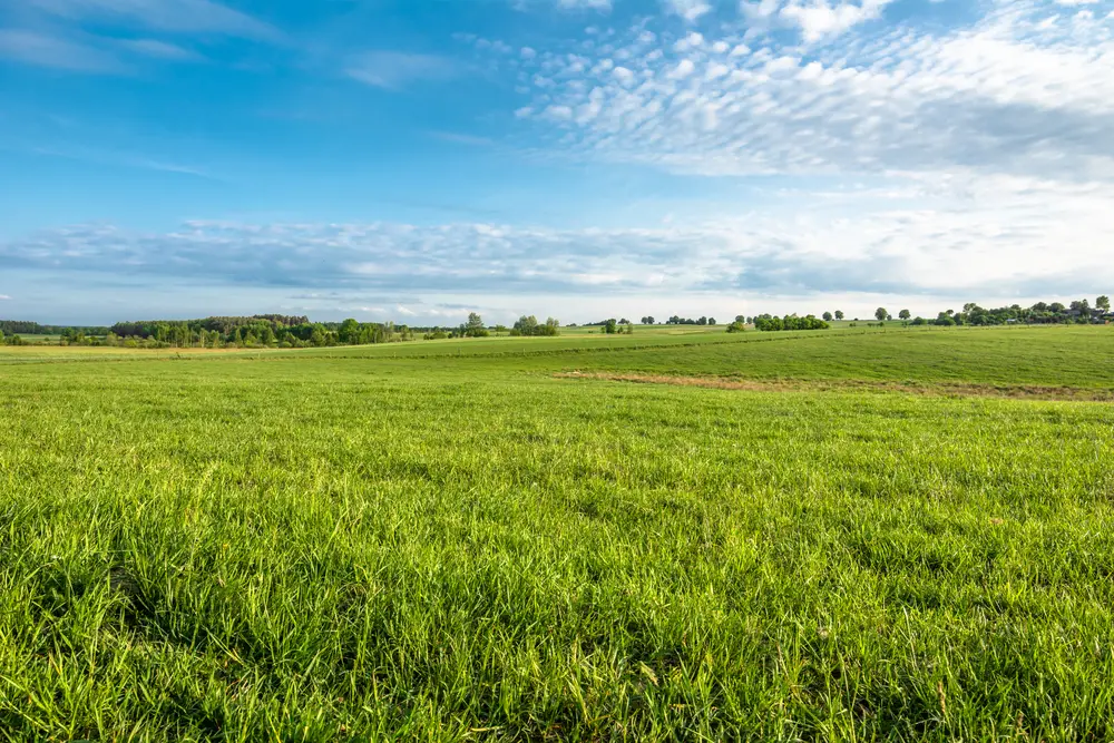 A field of grass with cloudy blue skies above.