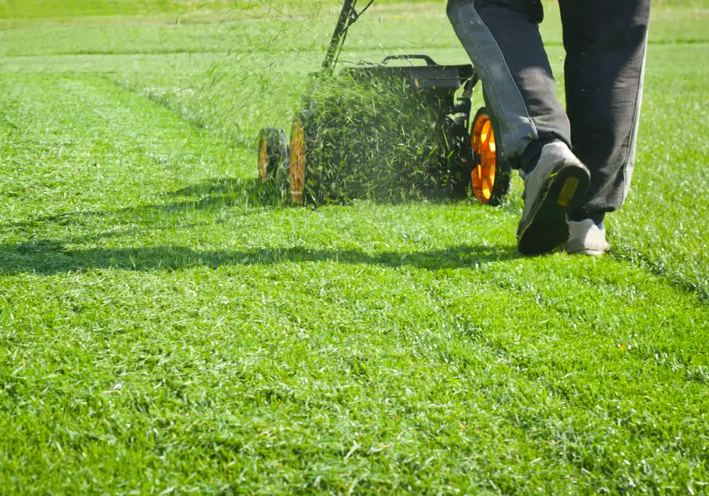 A lawn mower spitting grass clippings onto a lawn.