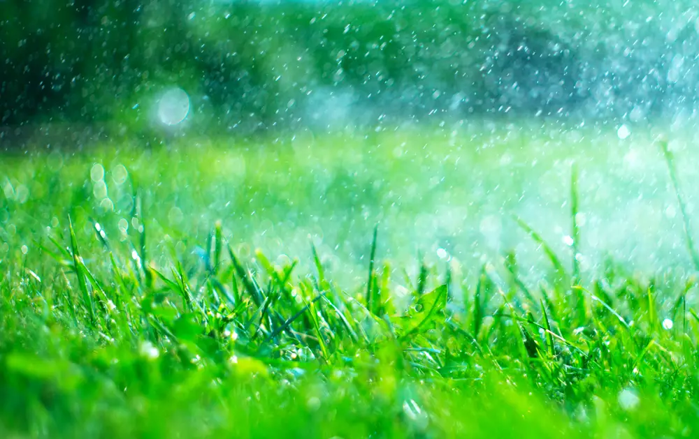 Rain falling on grass.