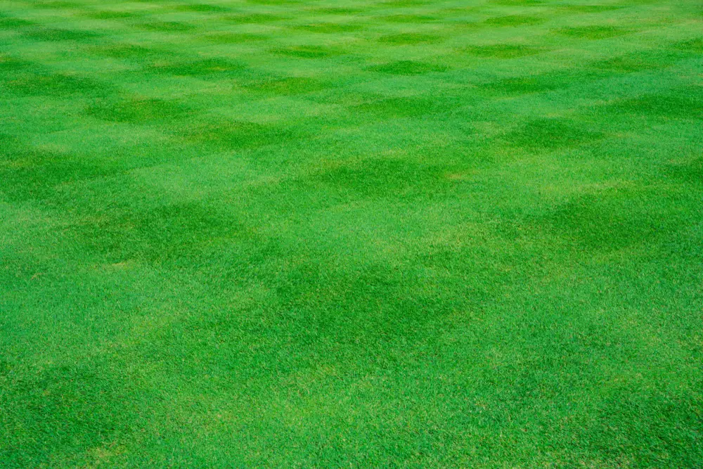 A checkerboard mowing pattern.