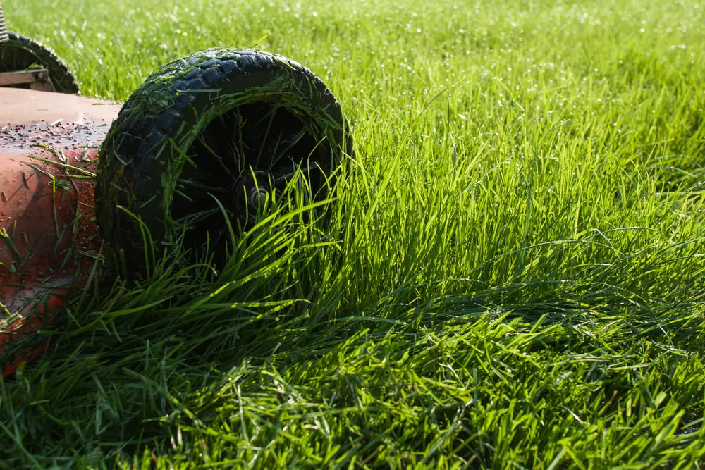 A lawn mower's wheel covered in wet grass while it mows a wet lawn.