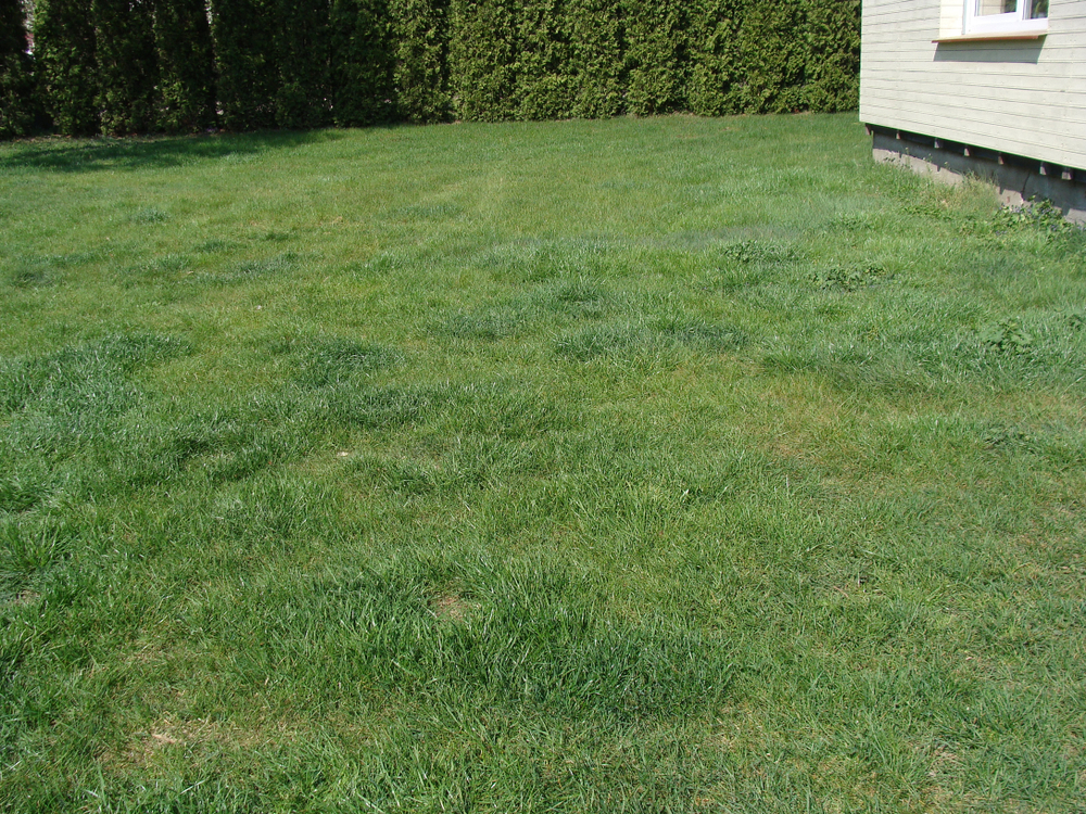 A lawn with uneven patches of grass.