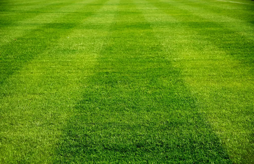 A striped lawn pattern.