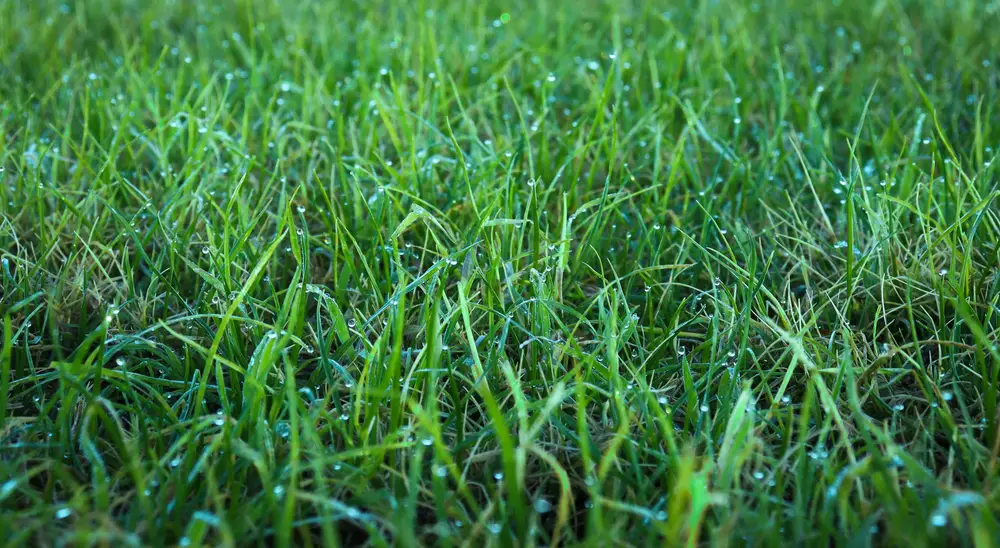 A closeup of wet grass.