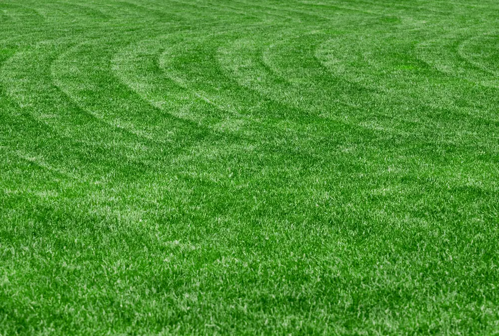 A wavy mowing pattern.