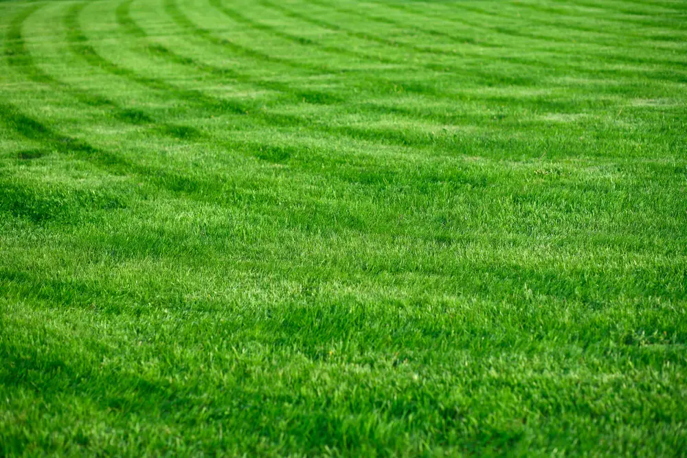 A circles mowing pattern.