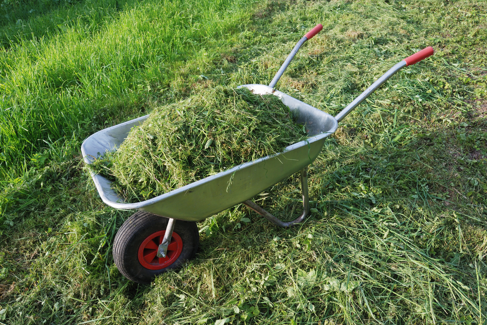 A wheelbarrow full of grass clippings on a sunny day.