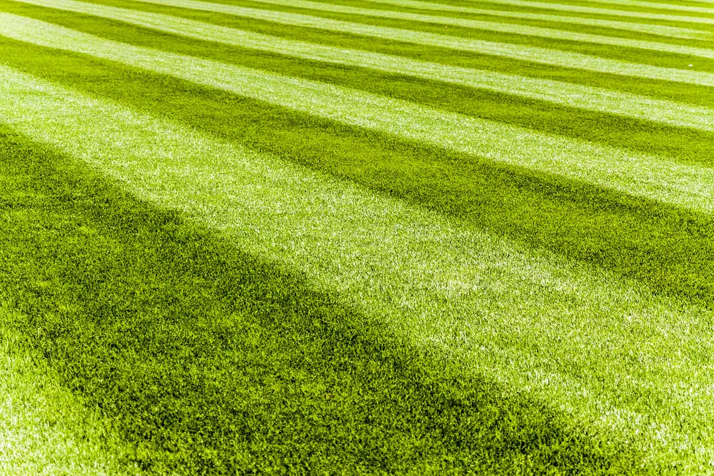 A striped lawn pattern on a sunny day.