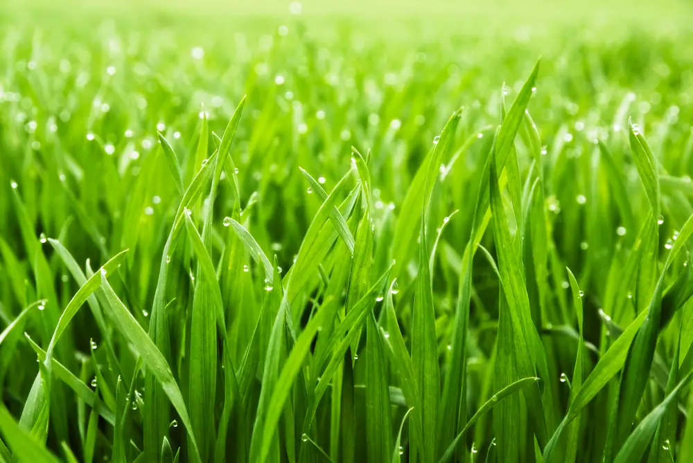 A closeup of grass with water drops in the sun.