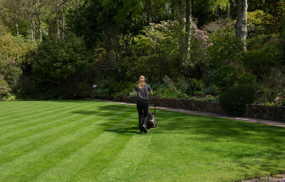A woman making stripes in a lawn.
