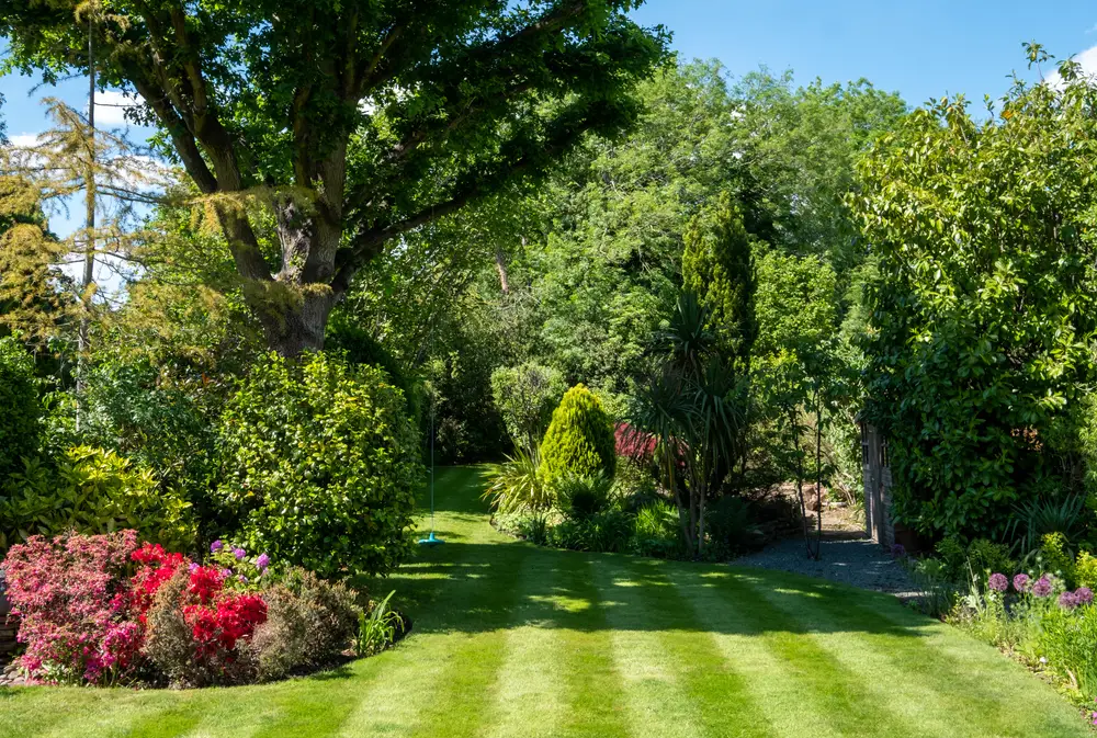 A striped lawn with lots of trees and bushes.